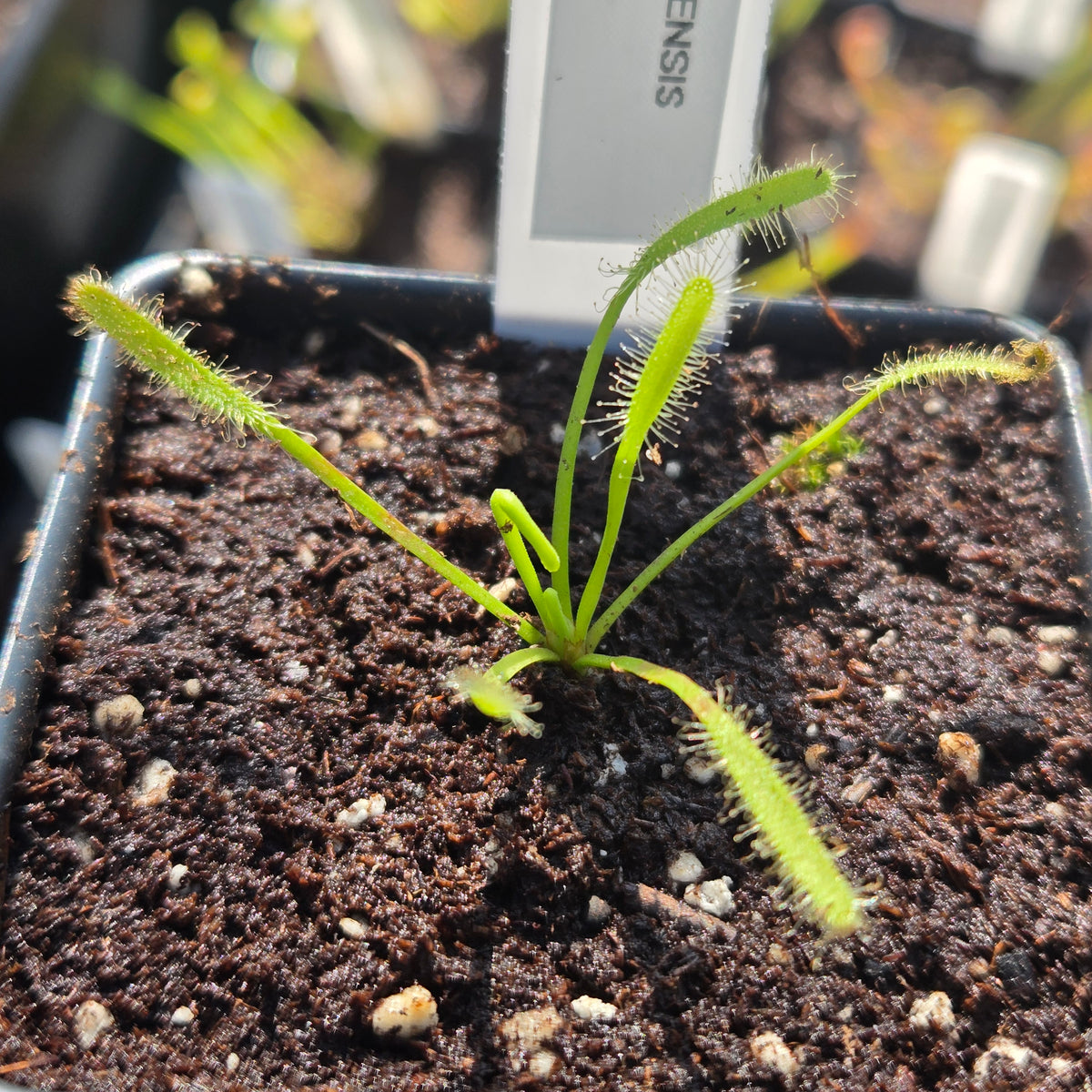 Drosera capensis Albino – White Cape Sundew