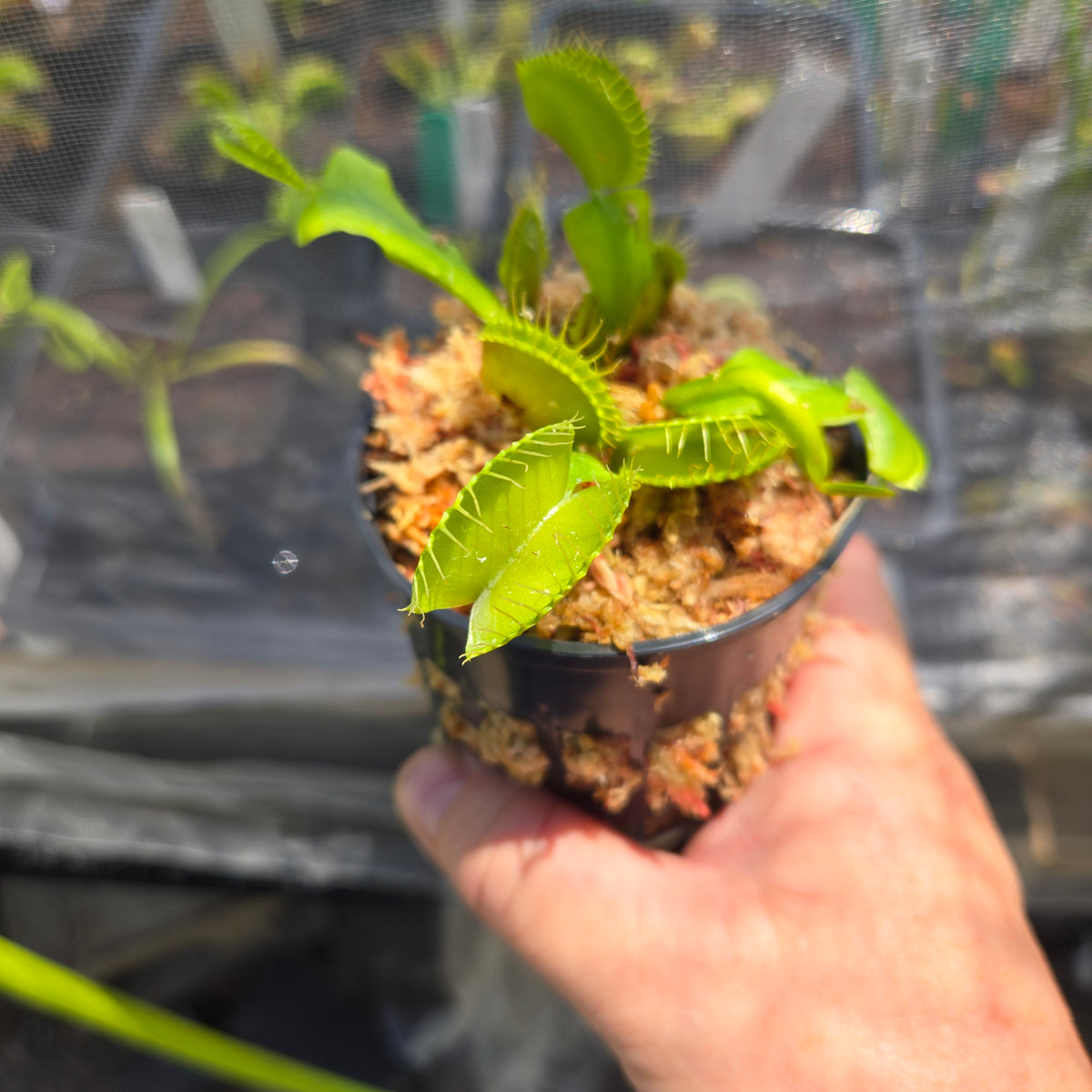 Big Mouth Venus Flytrap – Large Carnivorous Plant