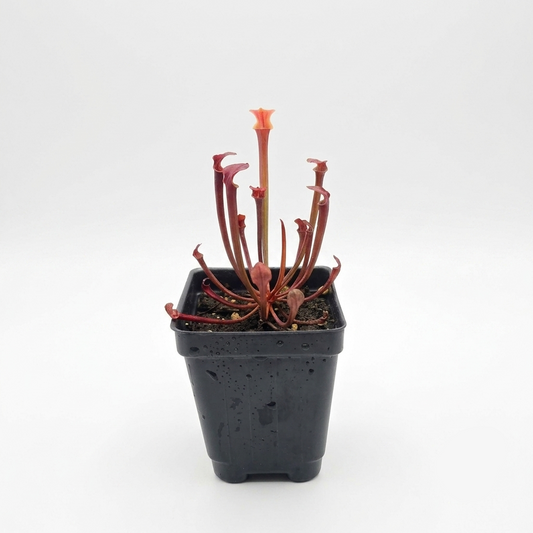 Waccamaw x Self Sarracenia – American Pitcher Plant