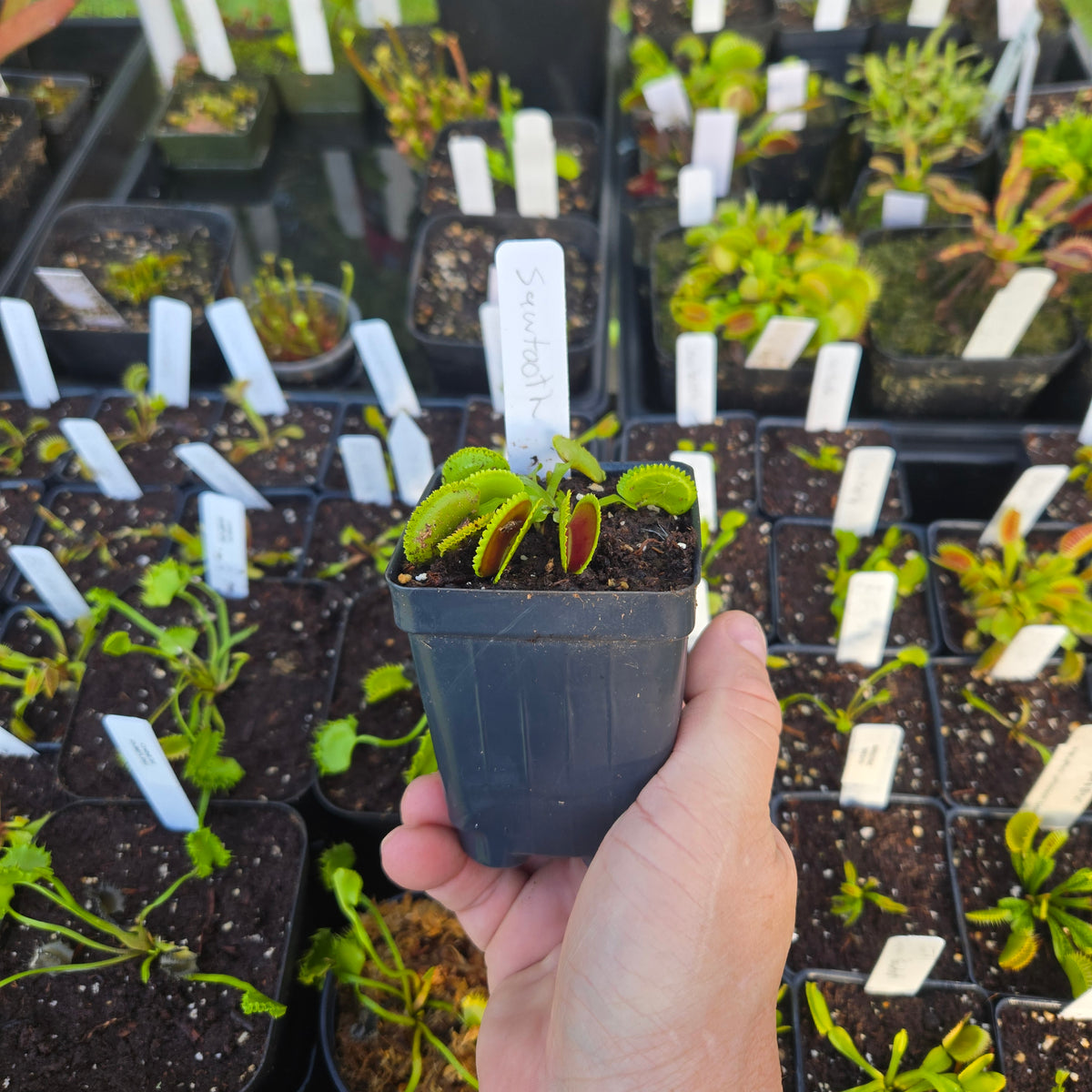 Sawtooth Venus Flytrap