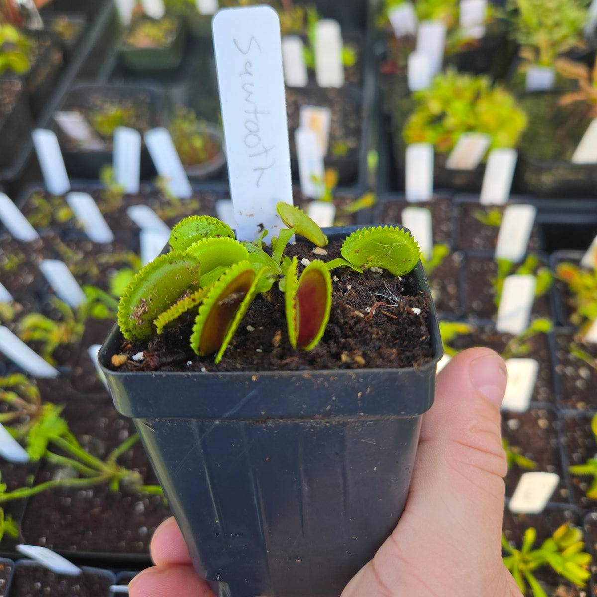 Sawtooth Venus Flytrap