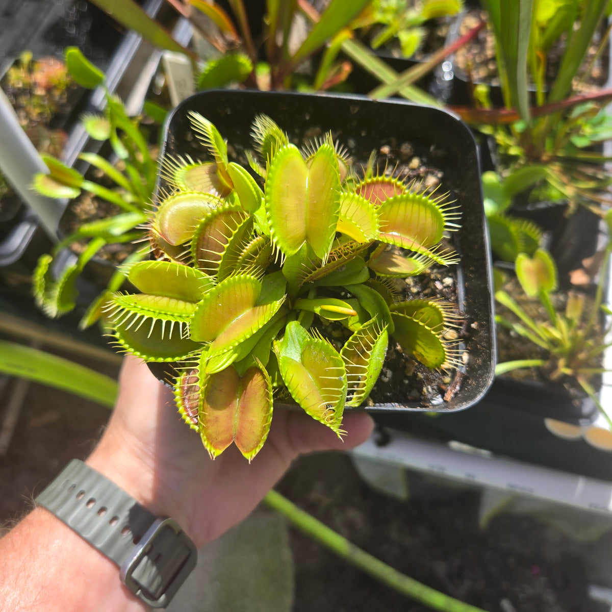 G16 Venus Flytrap – Carnivorous Plant