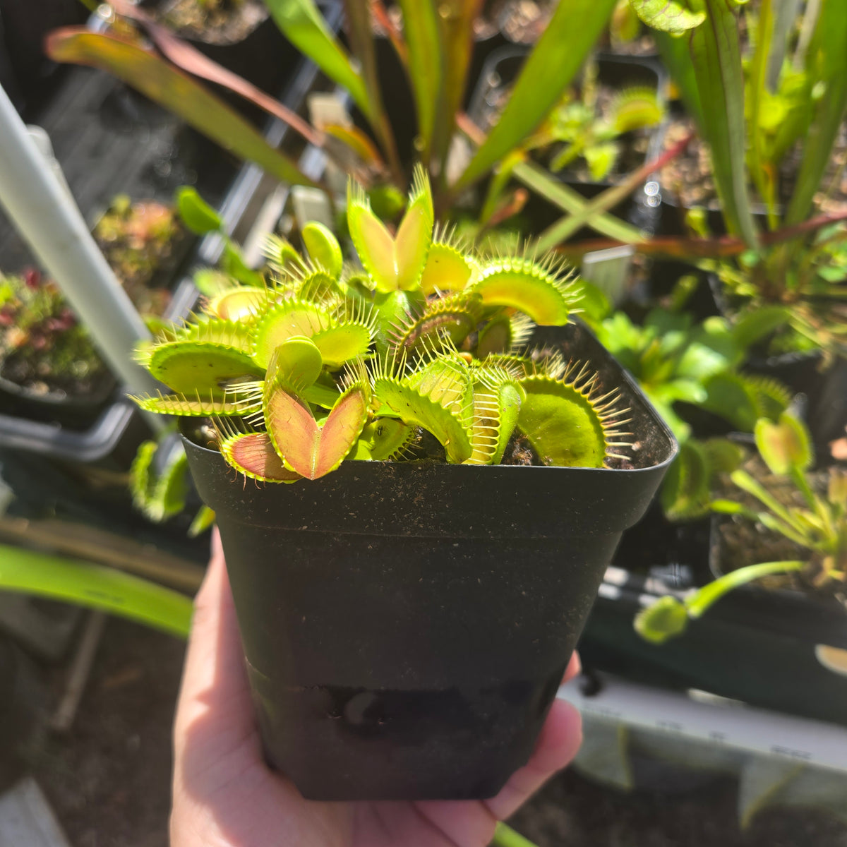 G16 Venus Flytrap – Carnivorous Plant