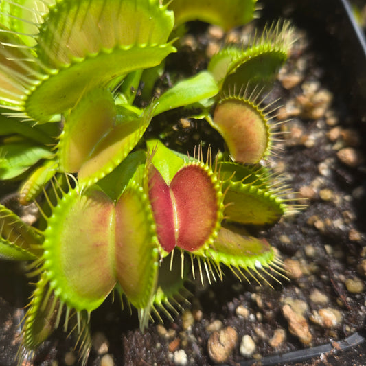 G16 Venus Flytrap – Carnivorous Plant