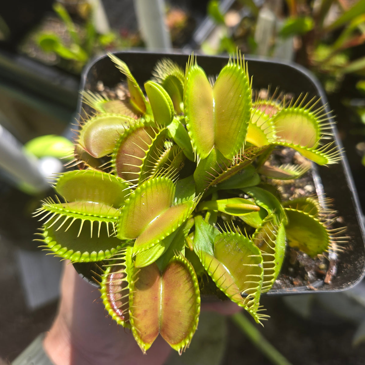G16 Venus Flytrap – Carnivorous Plant