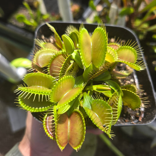 G16 Venus Flytrap – Carnivorous Plant