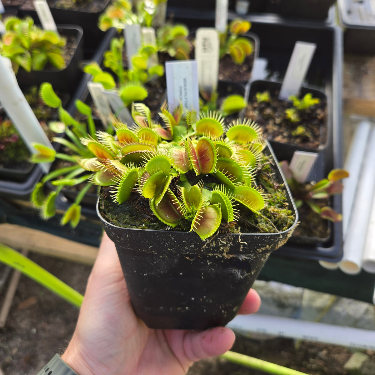Typical Venus Flytrap – Classic Carnivorous Plant