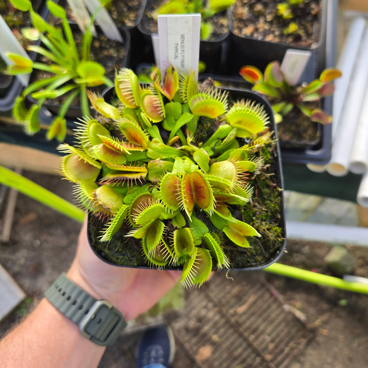 Typical Venus Flytrap – Classic Carnivorous Plant