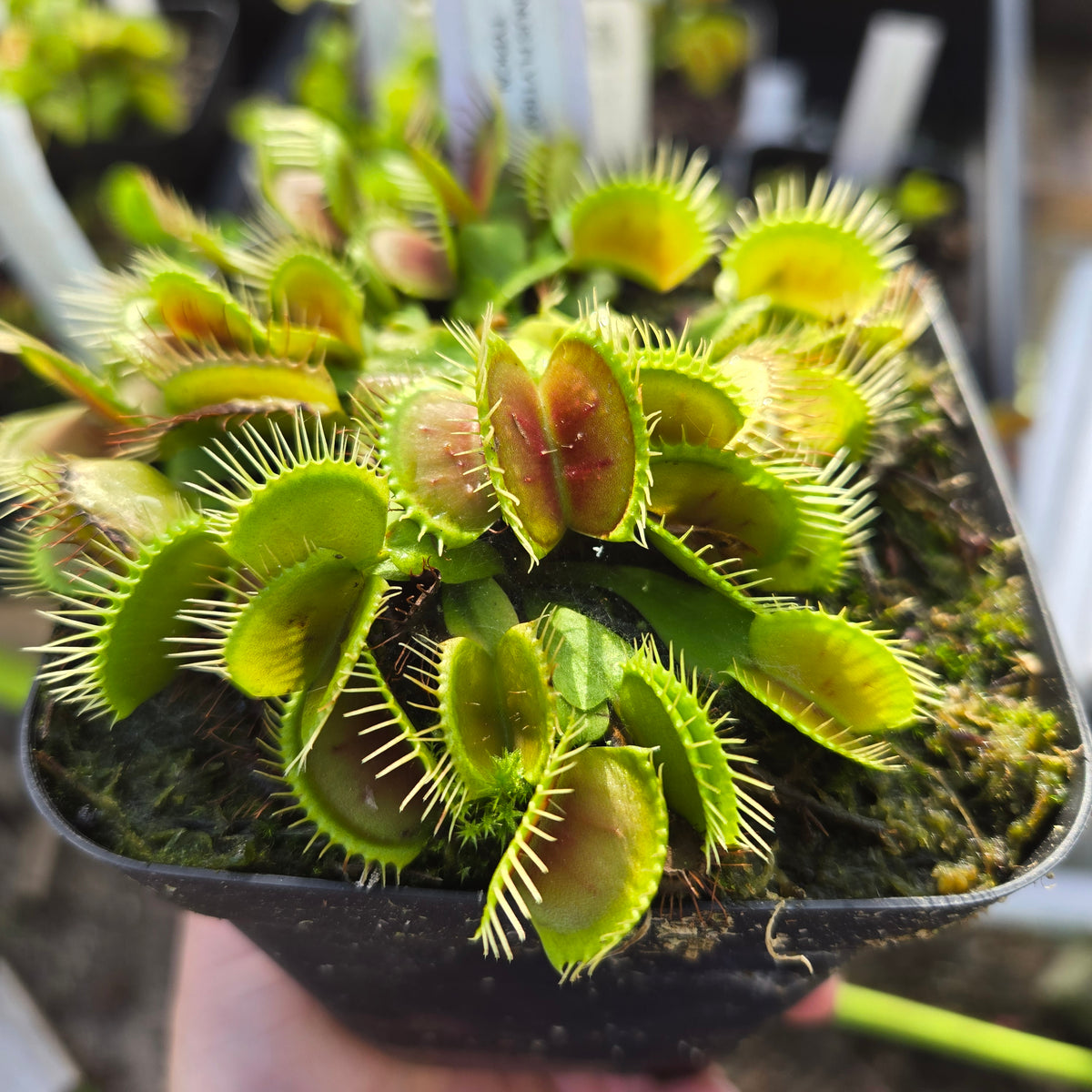 Typical Venus Flytrap – Classic Carnivorous Plant