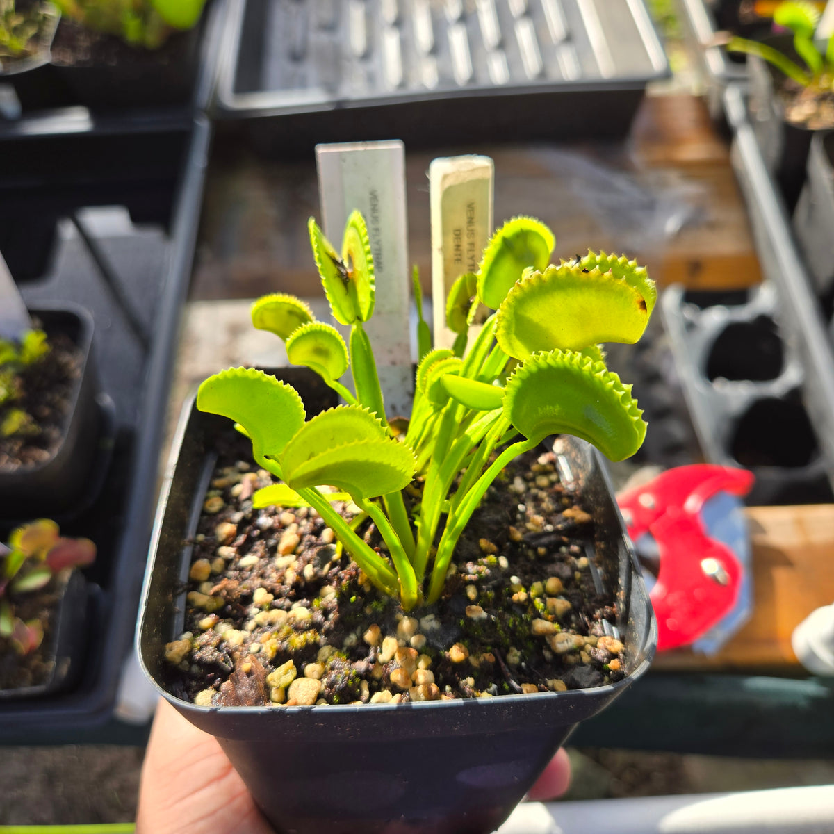 Dentate Venus Flytrap – Carnivorous Plant