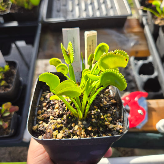 Dentate Venus Flytrap – Carnivorous Plant