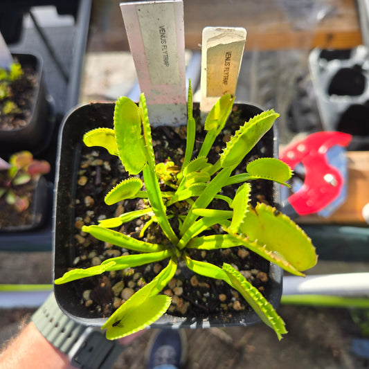 Dentate Venus Flytrap – Carnivorous Plant