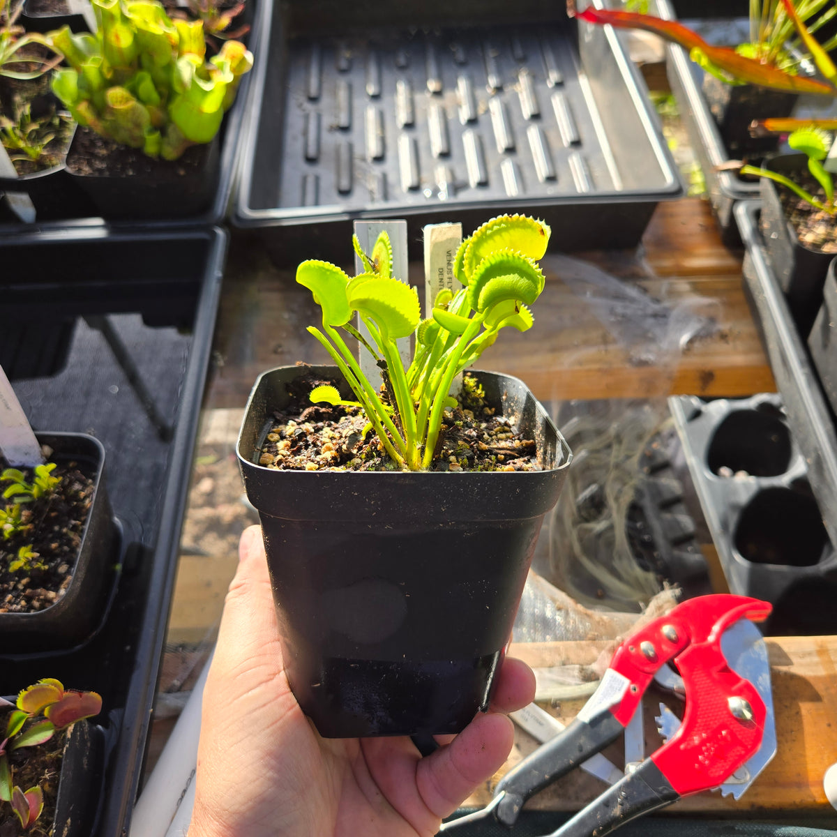 Dentate Venus Flytrap – Carnivorous Plant