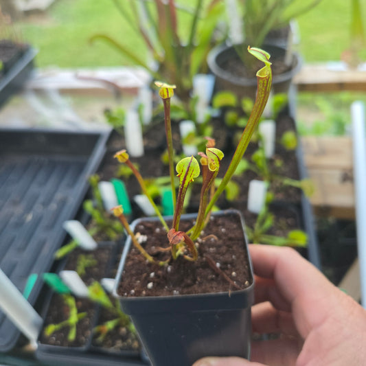 Sarracenia flava var. rubricorpora x Self (Vigorous)