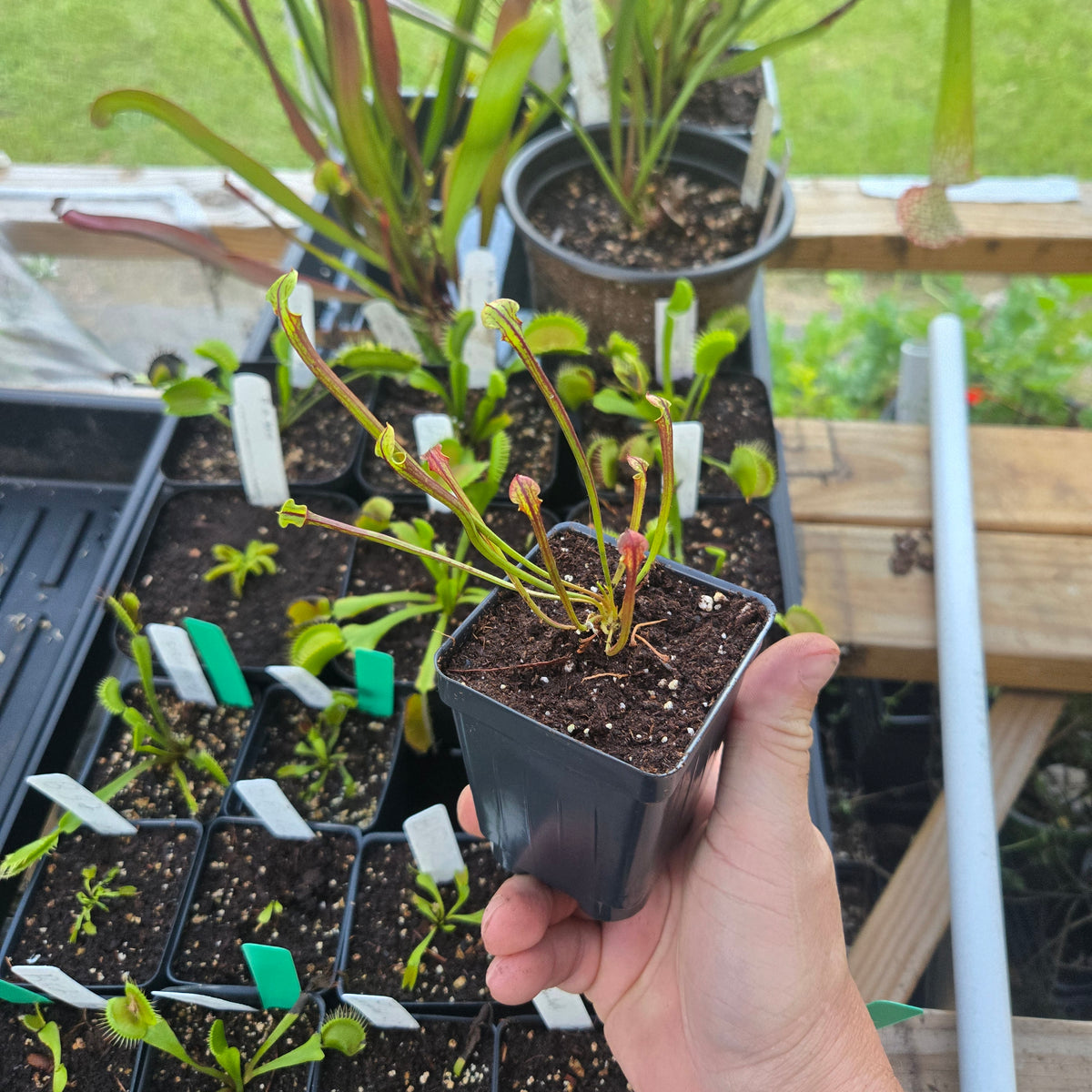 Sarracenia flava var. rubricorpora x Self (Vigorous)