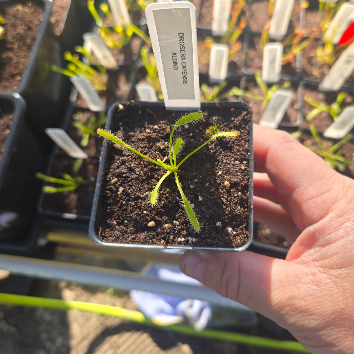 Drosera capensis Albino – White Cape Sundew