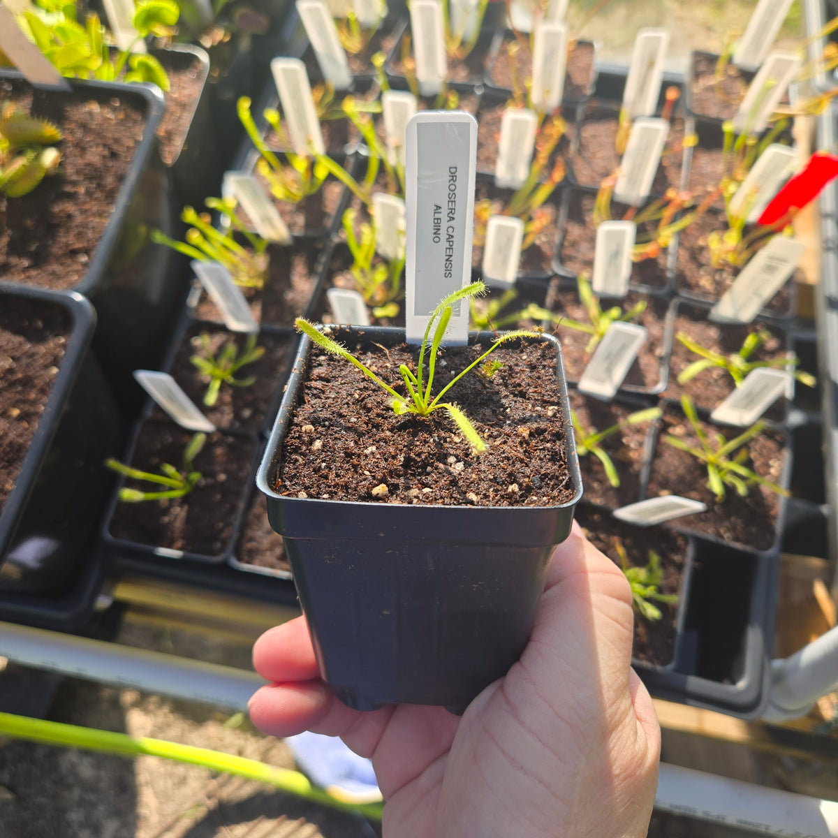 Drosera capensis Albino – White Cape Sundew