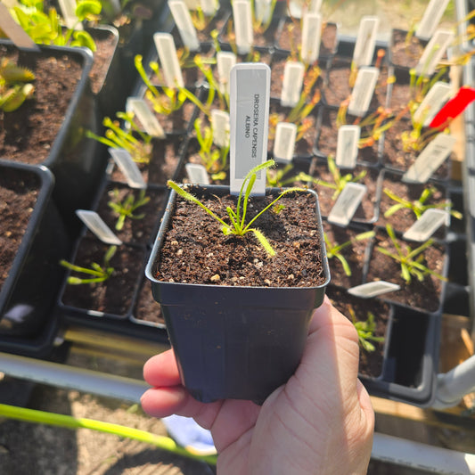 Drosera capensis Albino – White Cape Sundew