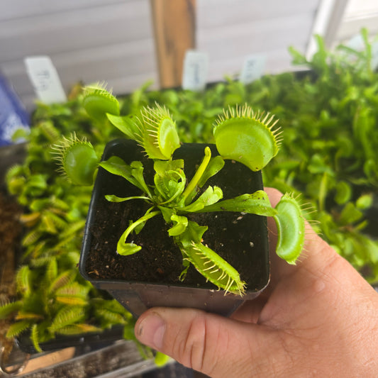 B52 Hybrid Venus Flytrap – Giant Carnivorous Plant