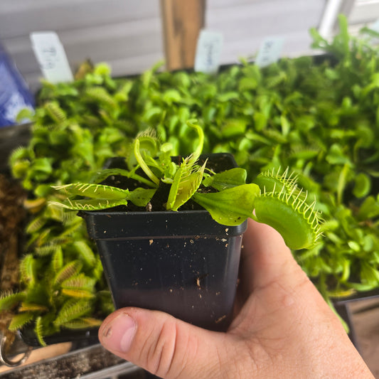 B52 Hybrid Venus Flytrap – Giant Carnivorous Plant