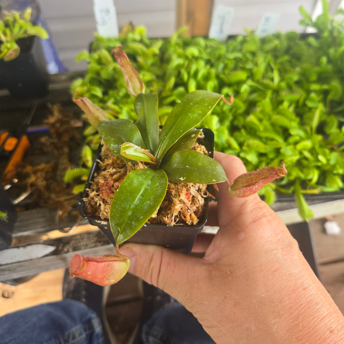 Nepenthes 'Bloody Mary'