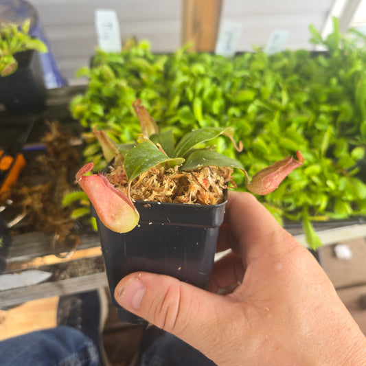 Nepenthes 'Bloody Mary'