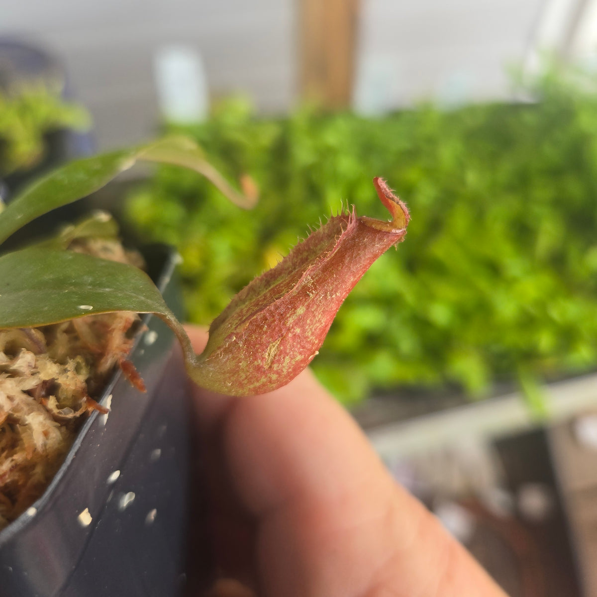 Nepenthes 'Bloody Mary'
