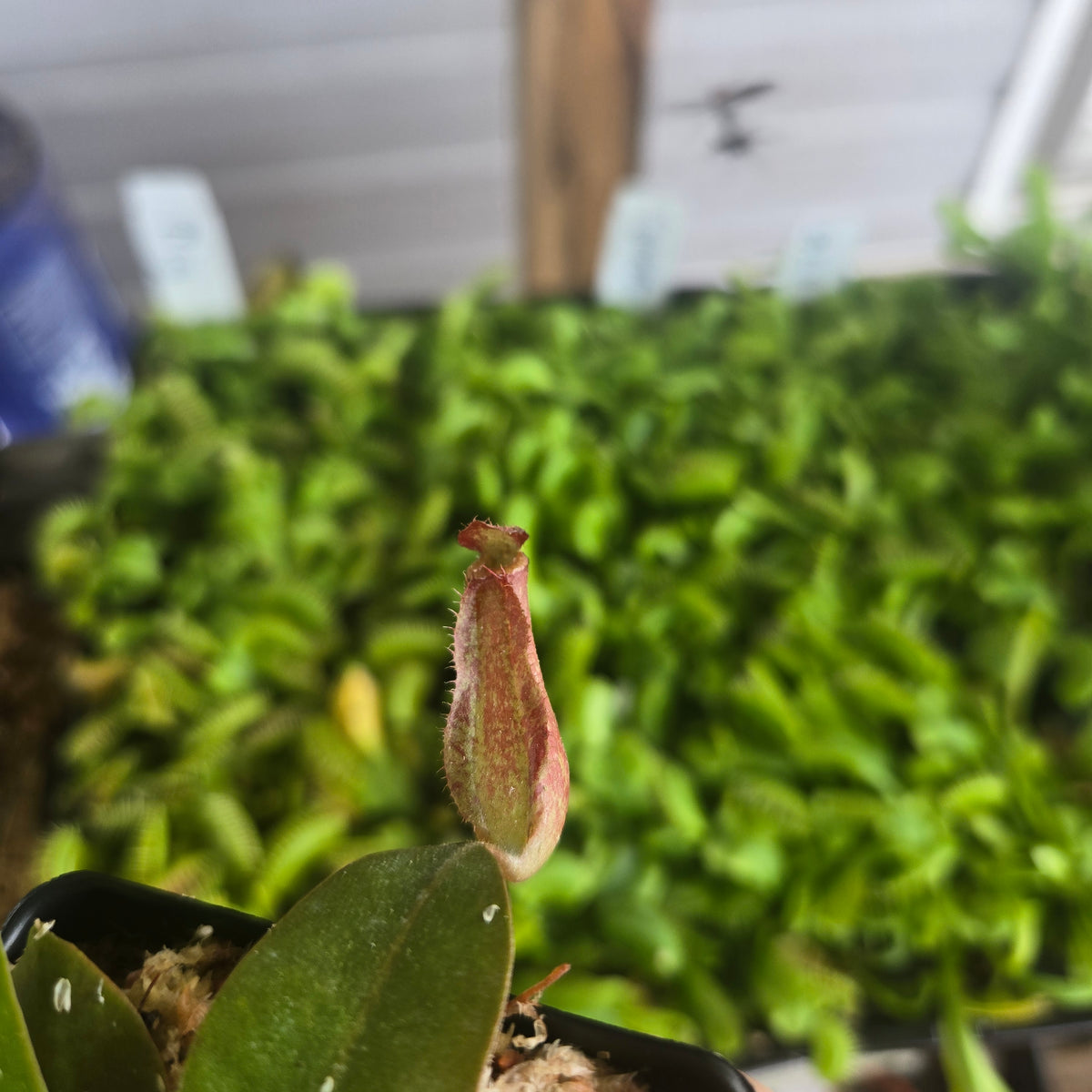 Nepenthes 'Bloody Mary'