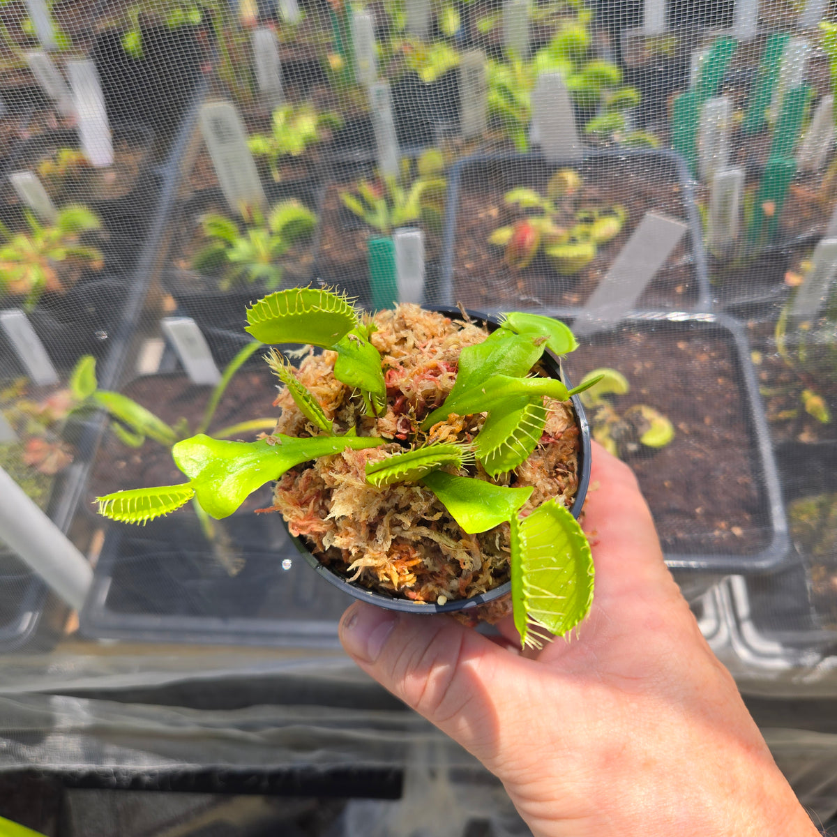 Big Mouth Venus Flytrap – Large Carnivorous Plant