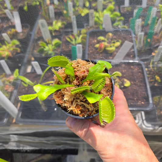 Big Mouth Venus Flytrap – Large Carnivorous Plant