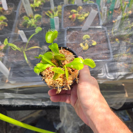 Big Mouth Venus Flytrap – Large Carnivorous Plant