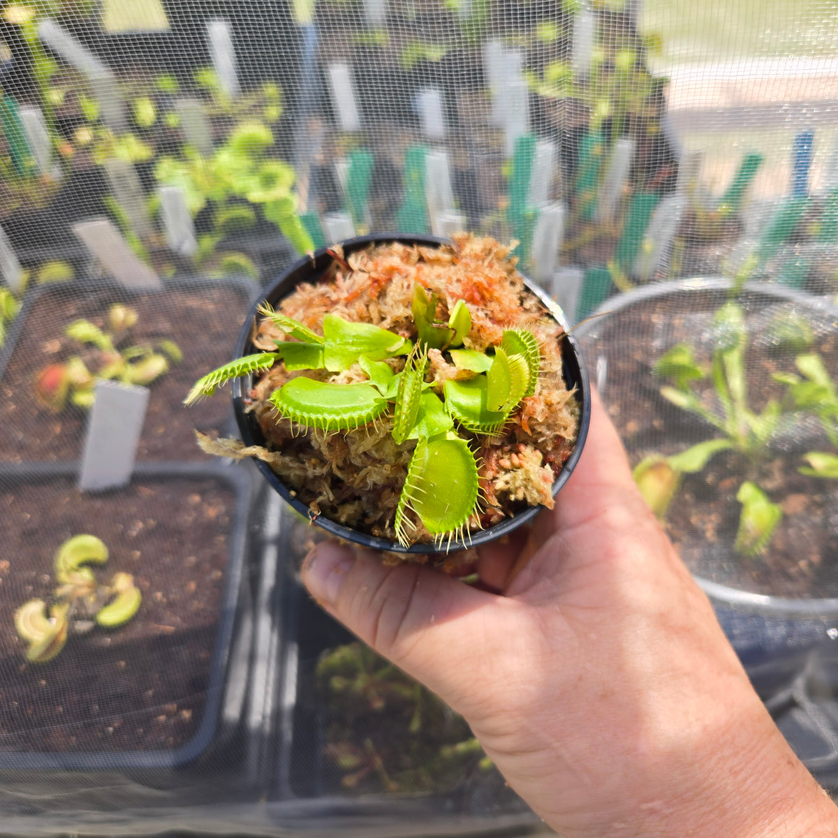 B52 Venus Flytrap – Giant Carnivorous Plant