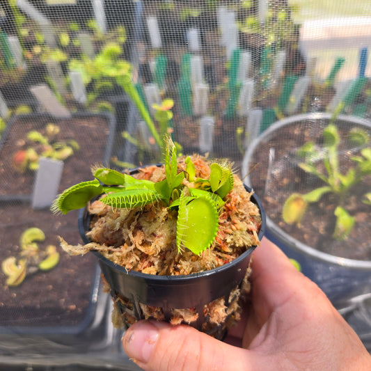 B52 Venus Flytrap – Giant Carnivorous Plant