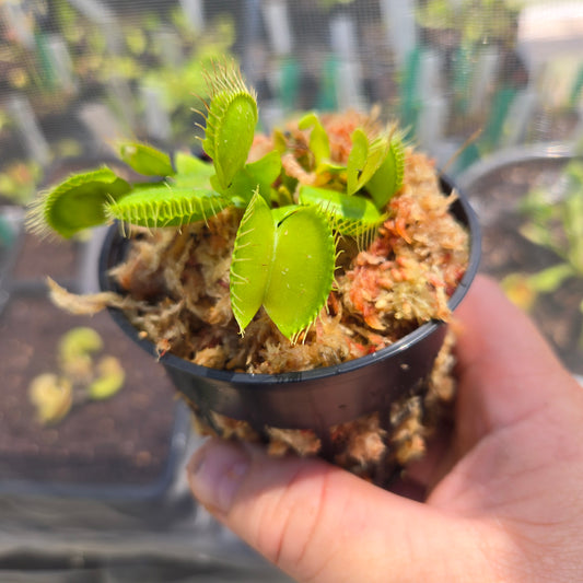 B52 Venus Flytrap – Giant Carnivorous Plant