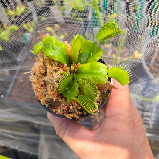 FTS Towering Giant Venus Flytrap – Massive Carnivorous Plant