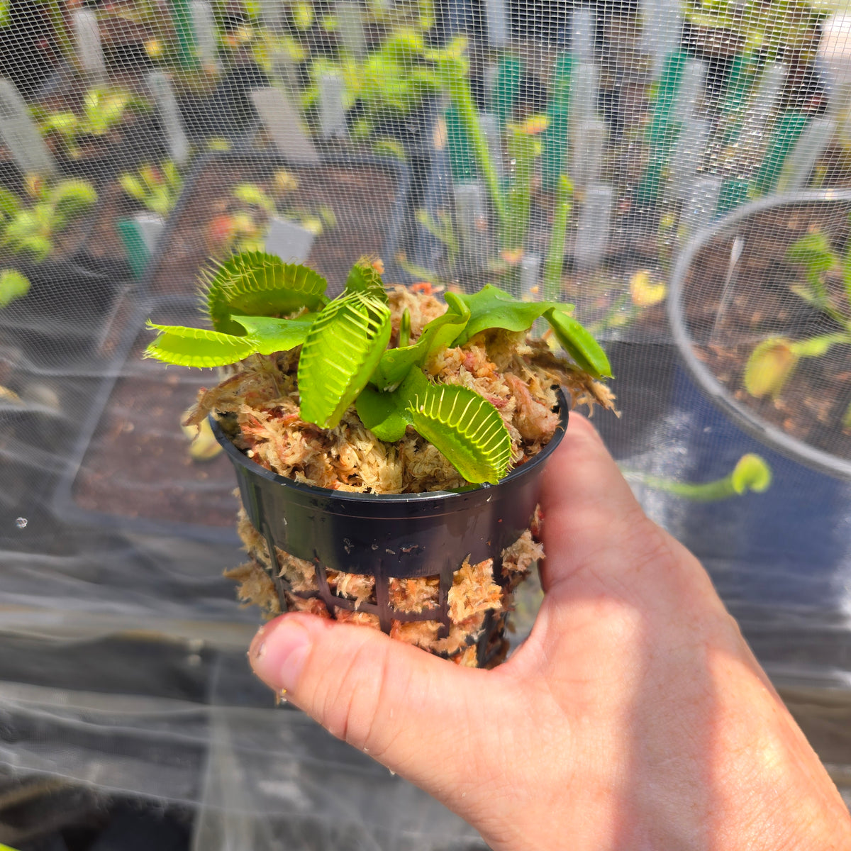 FTS Towering Giant Venus Flytrap – Massive Carnivorous Plant