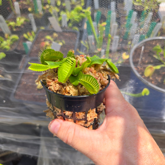 FTS Towering Giant Venus Flytrap – Massive Carnivorous Plant