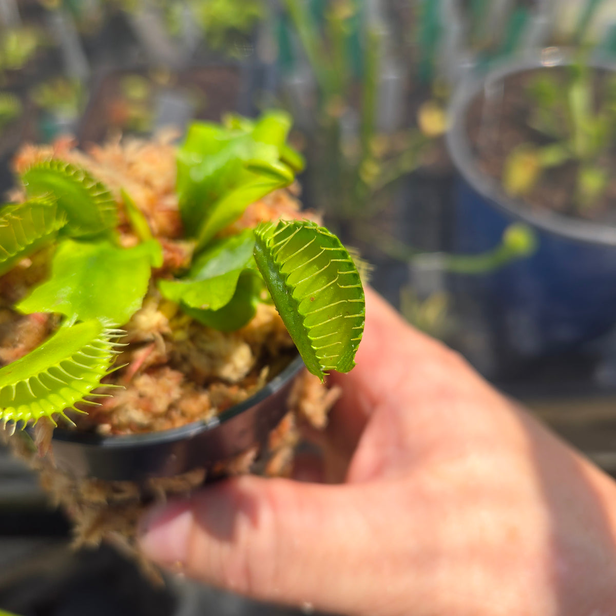 FTS Towering Giant Venus Flytrap – Massive Carnivorous Plant