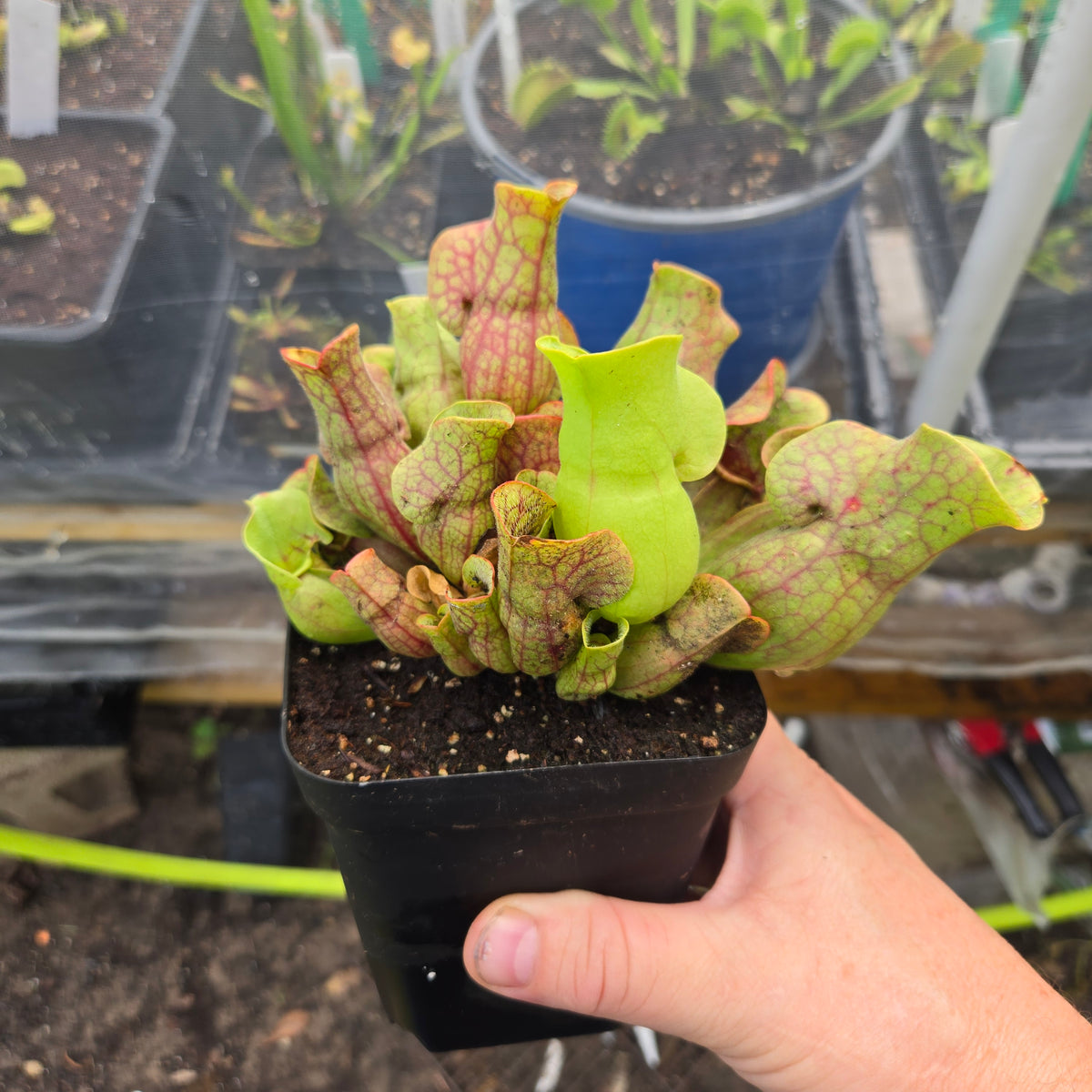 Sarracenia purpurea venosa – American Purple Pitcher Plant (Small)