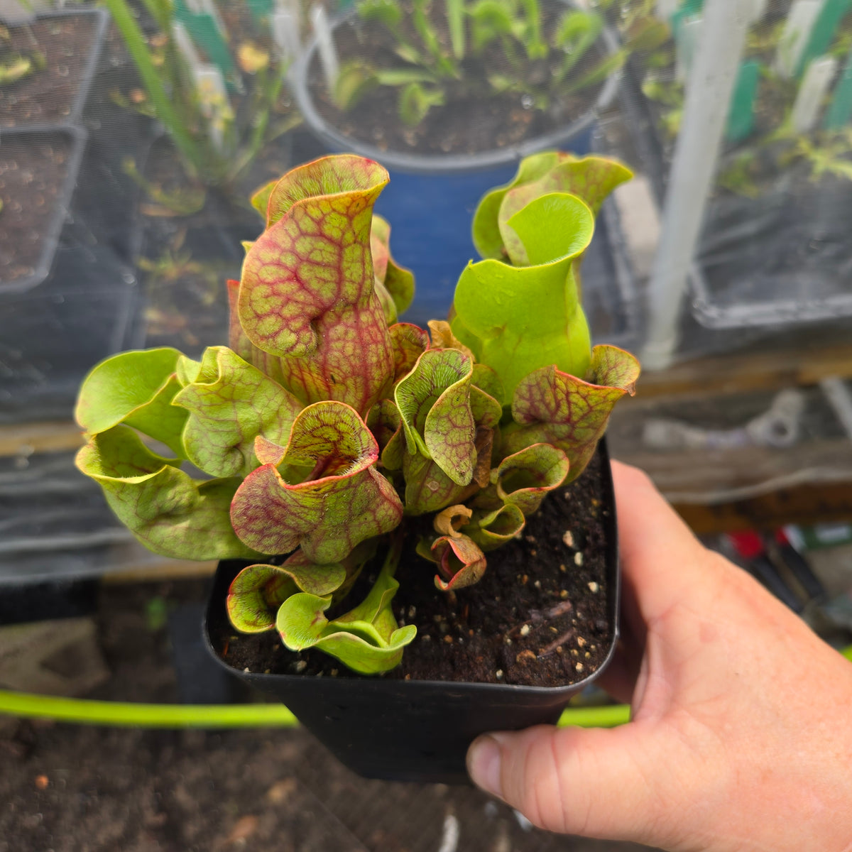Sarracenia purpurea venosa – American Purple Pitcher Plant (Small)