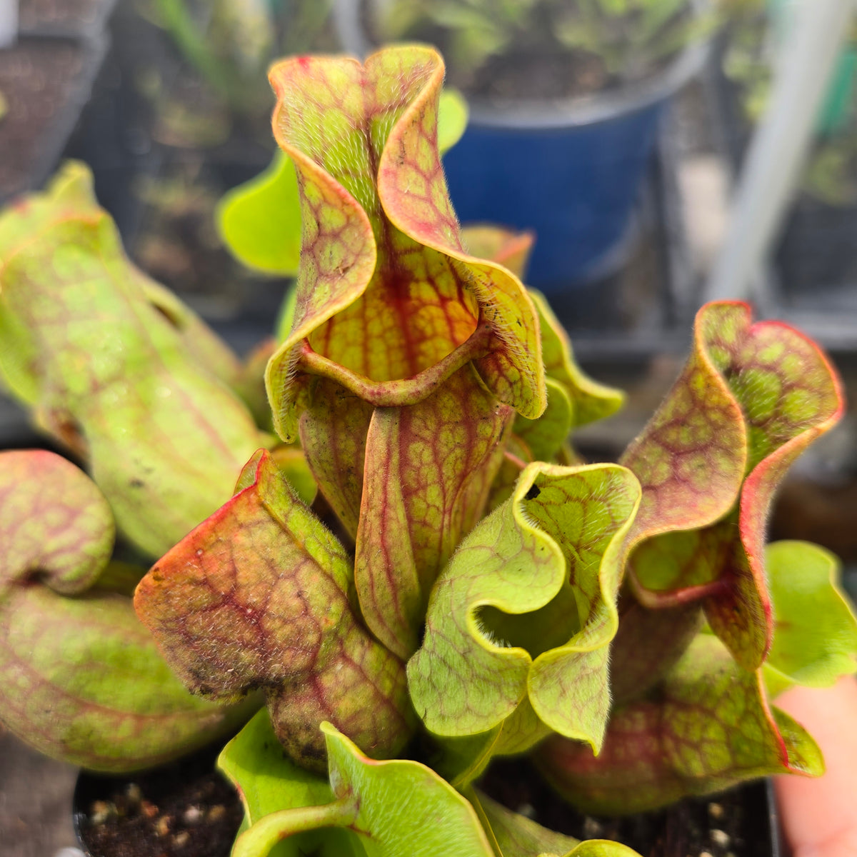 Sarracenia purpurea venosa – American Purple Pitcher Plant (Small)