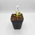 B52 Venus Flytrap – Giant Carnivorous Plant