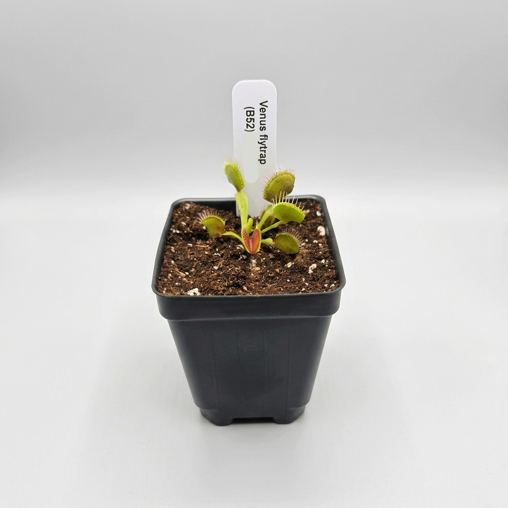 B52 Venus Flytrap – Giant Carnivorous Plant