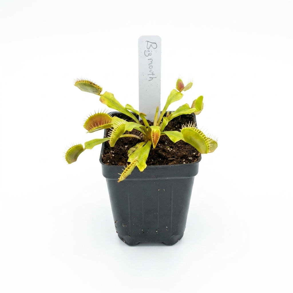 Big Mouth Venus Flytrap – Large Carnivorous Plant