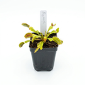 Big Mouth Venus Flytrap – Large Carnivorous Plant