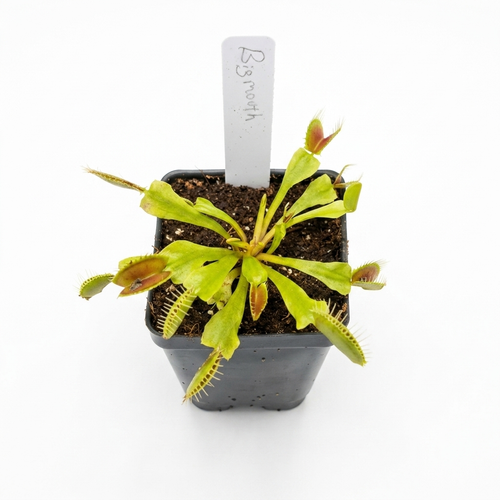 Big Mouth Venus Flytrap – Large Carnivorous Plant