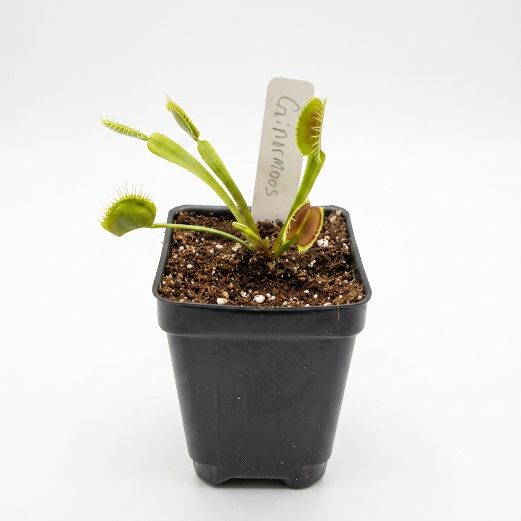 Ginormous Venus Flytrap