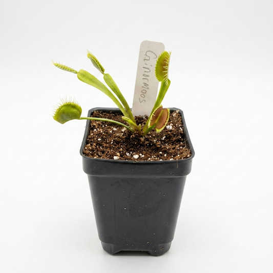 Ginormous Venus Flytrap