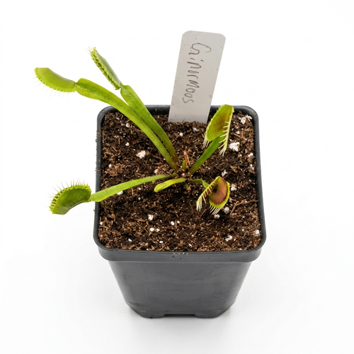 Ginormous Venus Flytrap