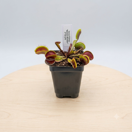 Venus Flytrap 'Maroon Monster'
